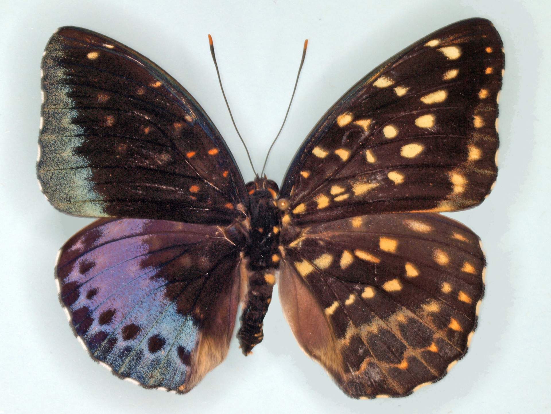 Lexias pardalis (gynandromorph, Drexel University) (Internet Image property of respective owner, non-commercial use only)